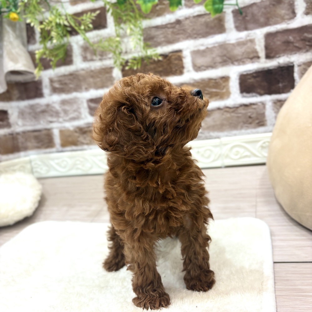 三重県のトイプードル(トイ) (犬の家＆猫の里三重桑名店/2026年7月19日生まれ/女の子/レッド)の子犬の2枚目の画像