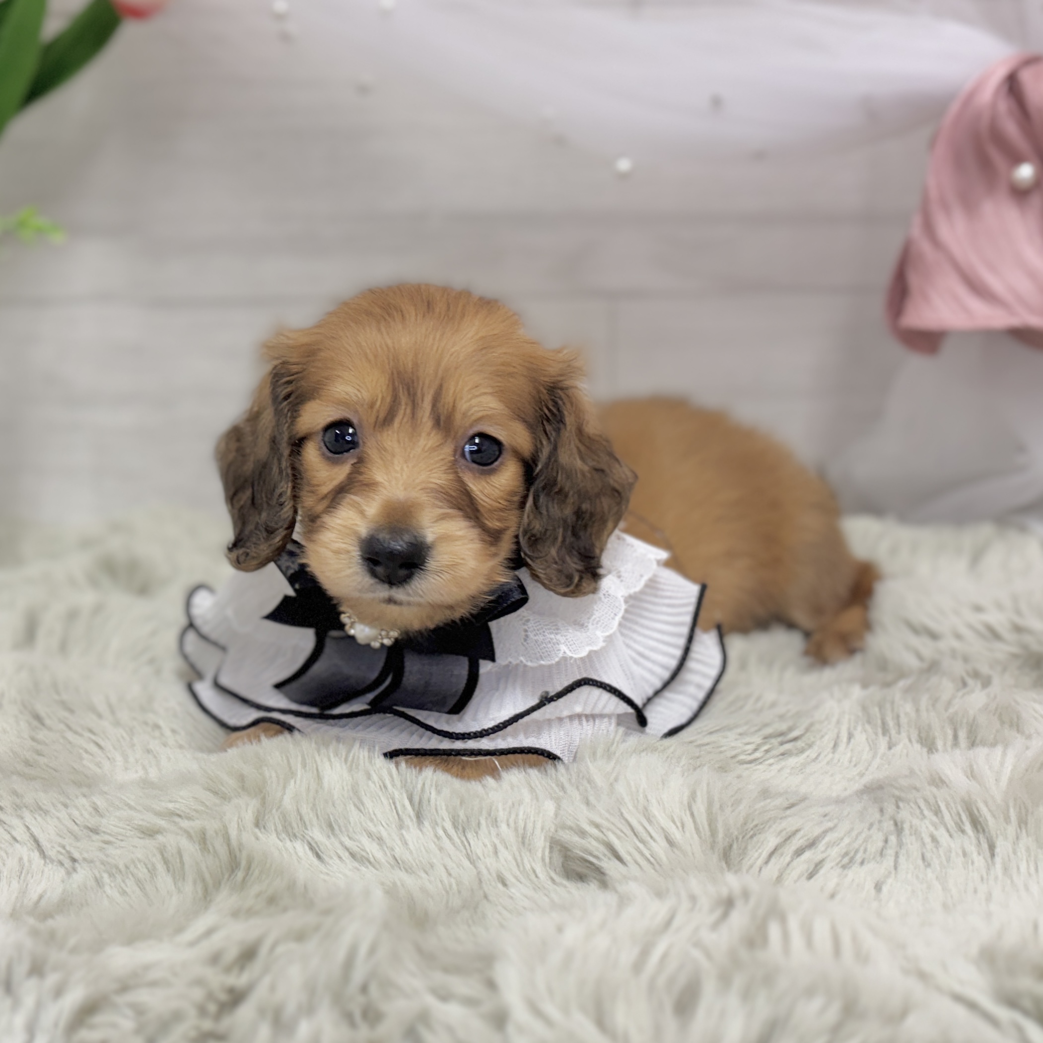 神奈川県のミニチュアダックスフンド(ロング) (犬の家＆猫の里相模原店/2026年7月19日生まれ/女の子/レッド)の子犬の2枚目の画像