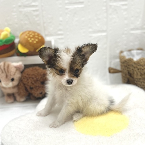 愛知県のパピヨン (犬の家＆猫の里豊川インター店/2026年7月20日生まれ/女の子/ホワイトブラウン)の子犬の2枚目の画像