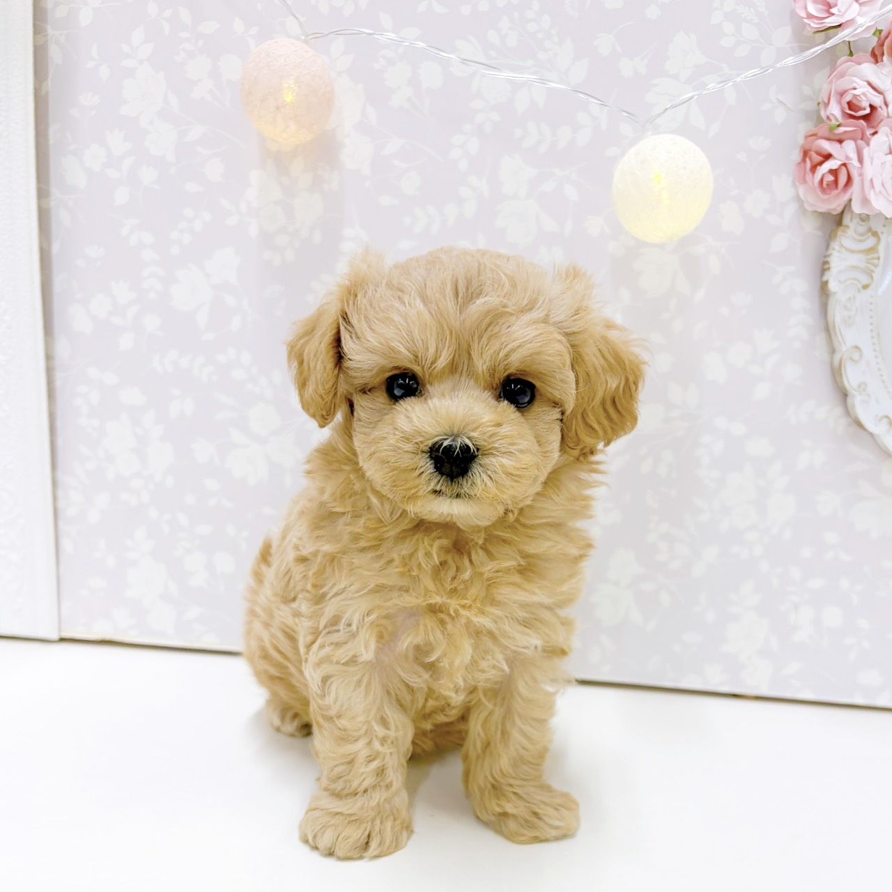 富山県のマルプー(マルチーズ×プードル) (犬の家＆猫の里アミーゴ高岡蓮花寺店/2026年7月21日生まれ/男の子/アプリコット)の子犬の1枚目の画像