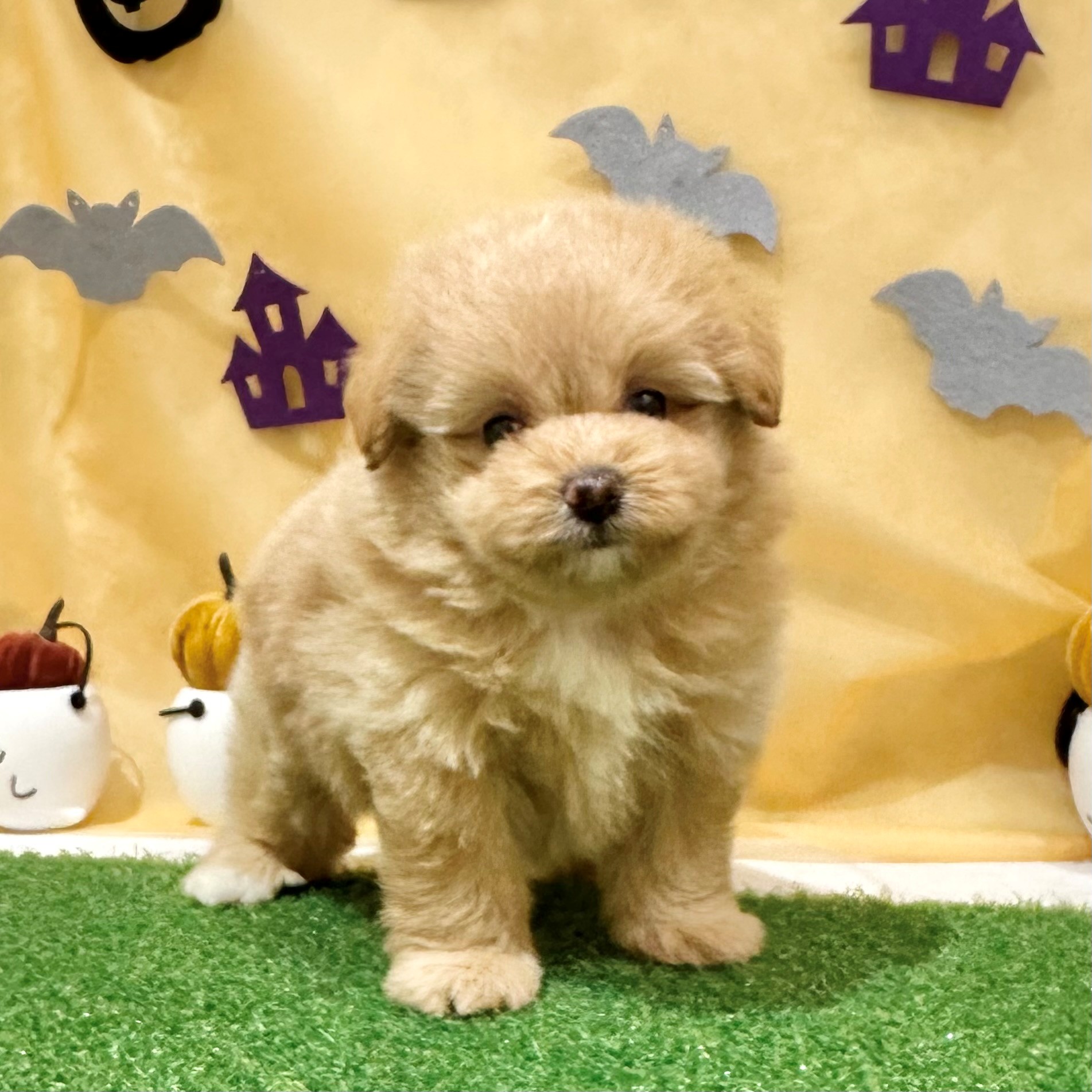 福岡県のポメプー(ポメラニアン×プードル) (犬の家＆猫の里くりえいと宗像店/2026年7月21日生まれ/女の子/アプリコット)の子犬の2枚目の画像