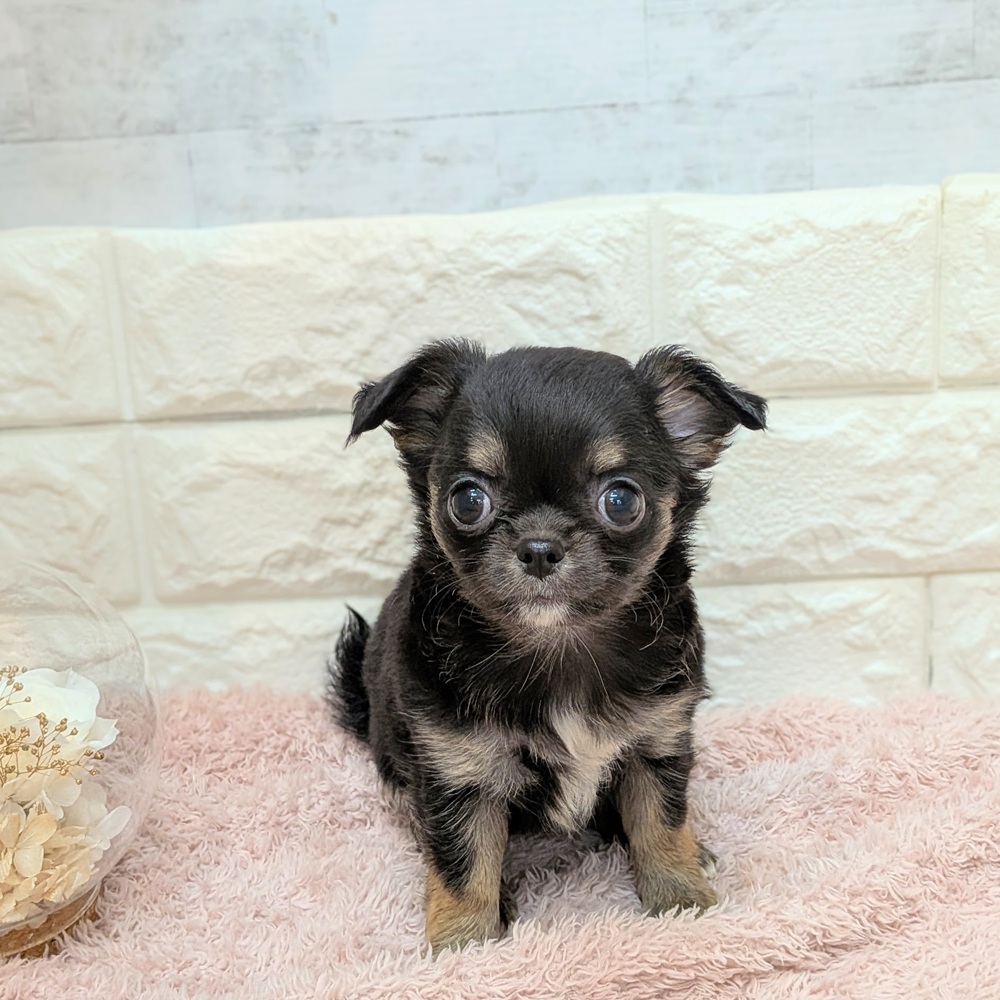 静岡県のチワワ(ロング) (犬の家＆猫の里プレ葉ウォーク浜北店/2026年7月18日生まれ/女の子/ブラックタンホワイト)の子犬の2枚目の画像