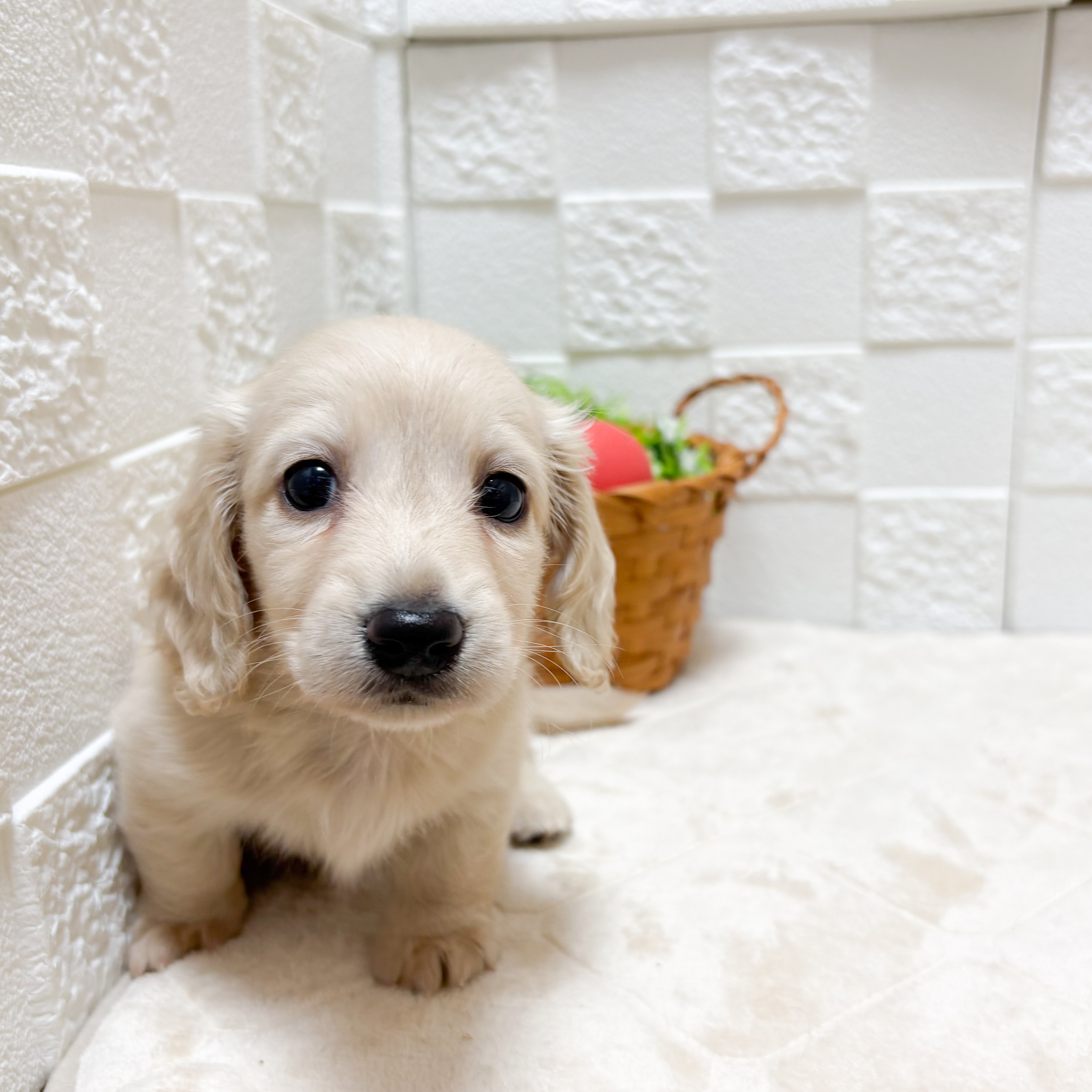 東京都のミニチュアダックスフンド(ロング) (犬の家＆猫の里ペットフォレスト小平店/2026年7月21日生まれ/女の子/イエロー)の子犬の2枚目の画像