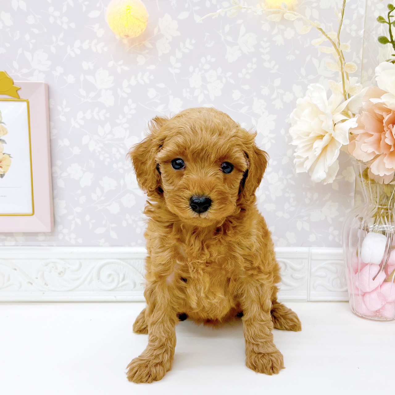 富山県のトイプードル(トイ) (犬の家＆猫の里富山店/2026年7月21日生まれ/女の子/レッド)の子犬の1枚目の画像