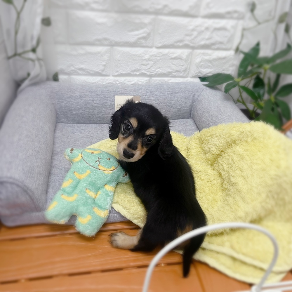 長野県のミニチュアダックスフンド(ロング) (犬の家＆猫の里塩尻店/2026年7月20日生まれ/男の子/ブラックイエロー)の子犬の2枚目の画像