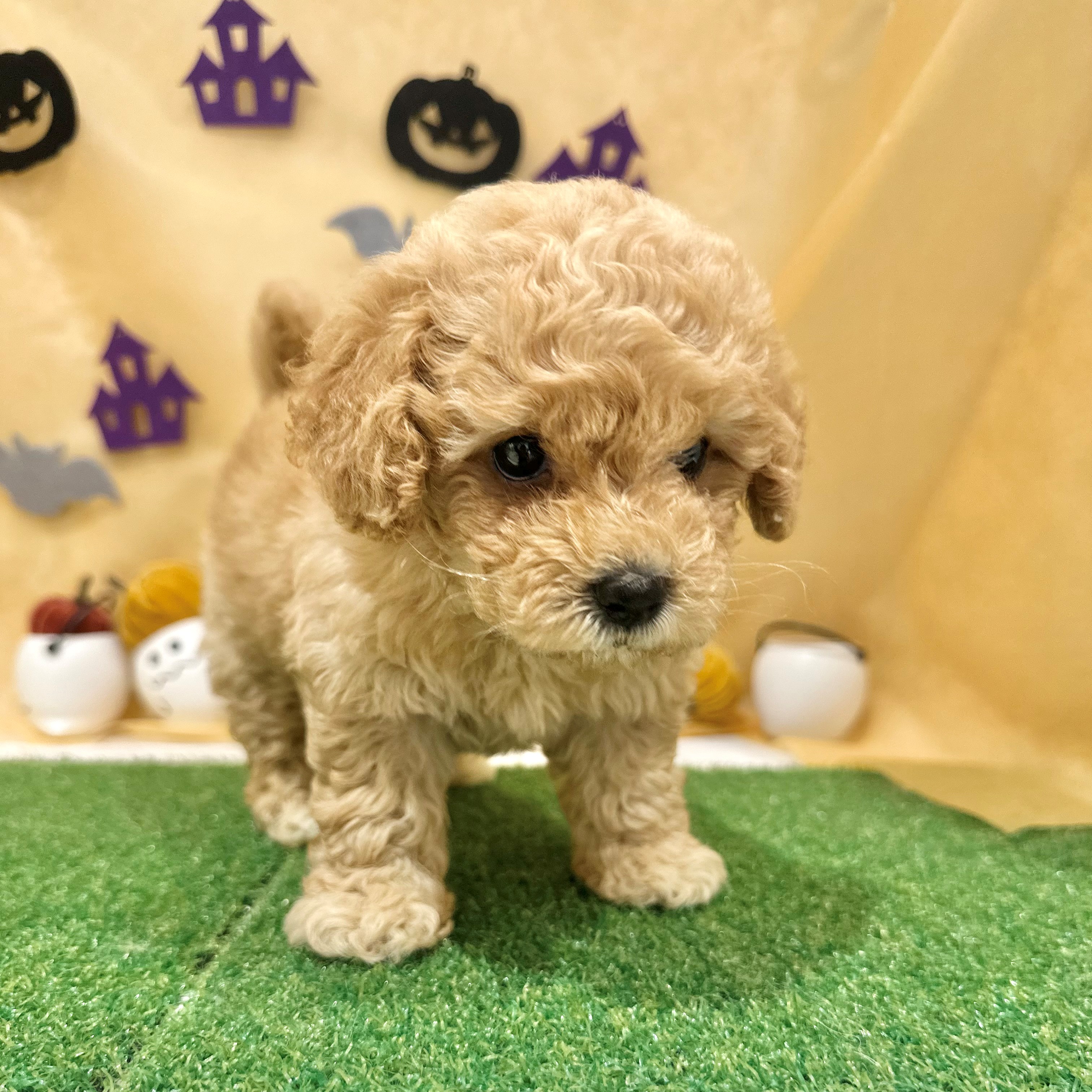 福岡県のビションプー(ビションフリーゼ×プードル) (犬の家＆猫の里くりえいと宗像店/2026年7月19日生まれ/女の子/レッド)の子犬の2枚目の画像