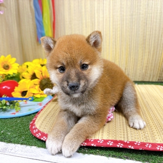 神奈川県の柴犬(標準サイズ) (犬の家＆猫の里小田原店/2026年7月20日生まれ/男の子/赤)の子犬の2枚目の画像