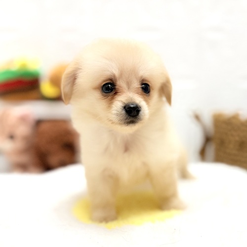 ハーフ犬女の子の写真