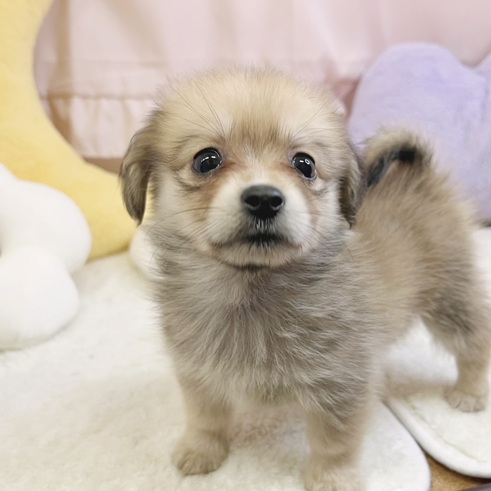 静岡県のポメックス(ポメラニアン×ダックス) (犬の家＆猫の里マークイズ静岡店/2026年7月20日生まれ/女の子/フォーン)の子犬の2枚目の画像