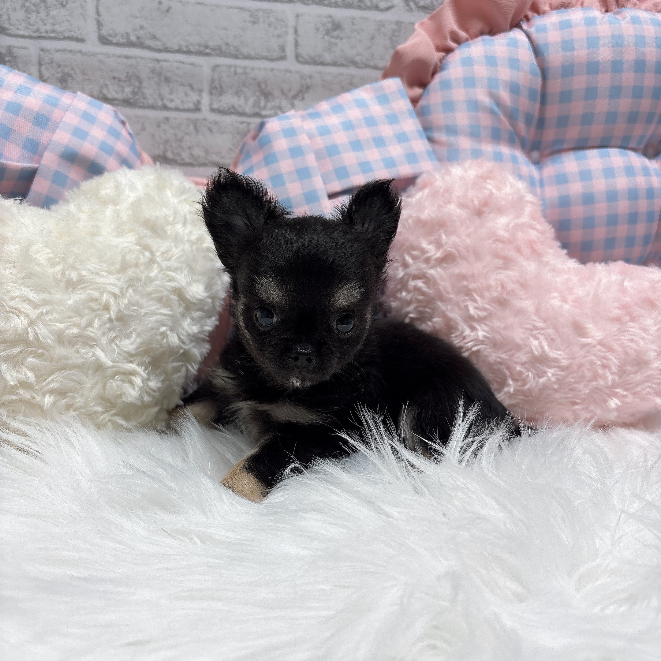 神奈川県のチワワ(ロング) (犬の家＆猫の里元住吉ブレーメン通り店/2026年7月21日生まれ/女の子/ブラックタン)の子犬の1枚目の画像