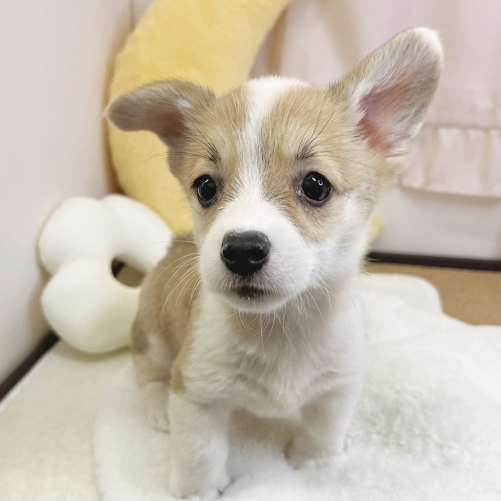 静岡県のウェルシュコーギーペンブローク (犬の家＆猫の里マークイズ静岡店/2026年7月21日生まれ/女の子/レッドホワイト)の子犬の1枚目の画像
