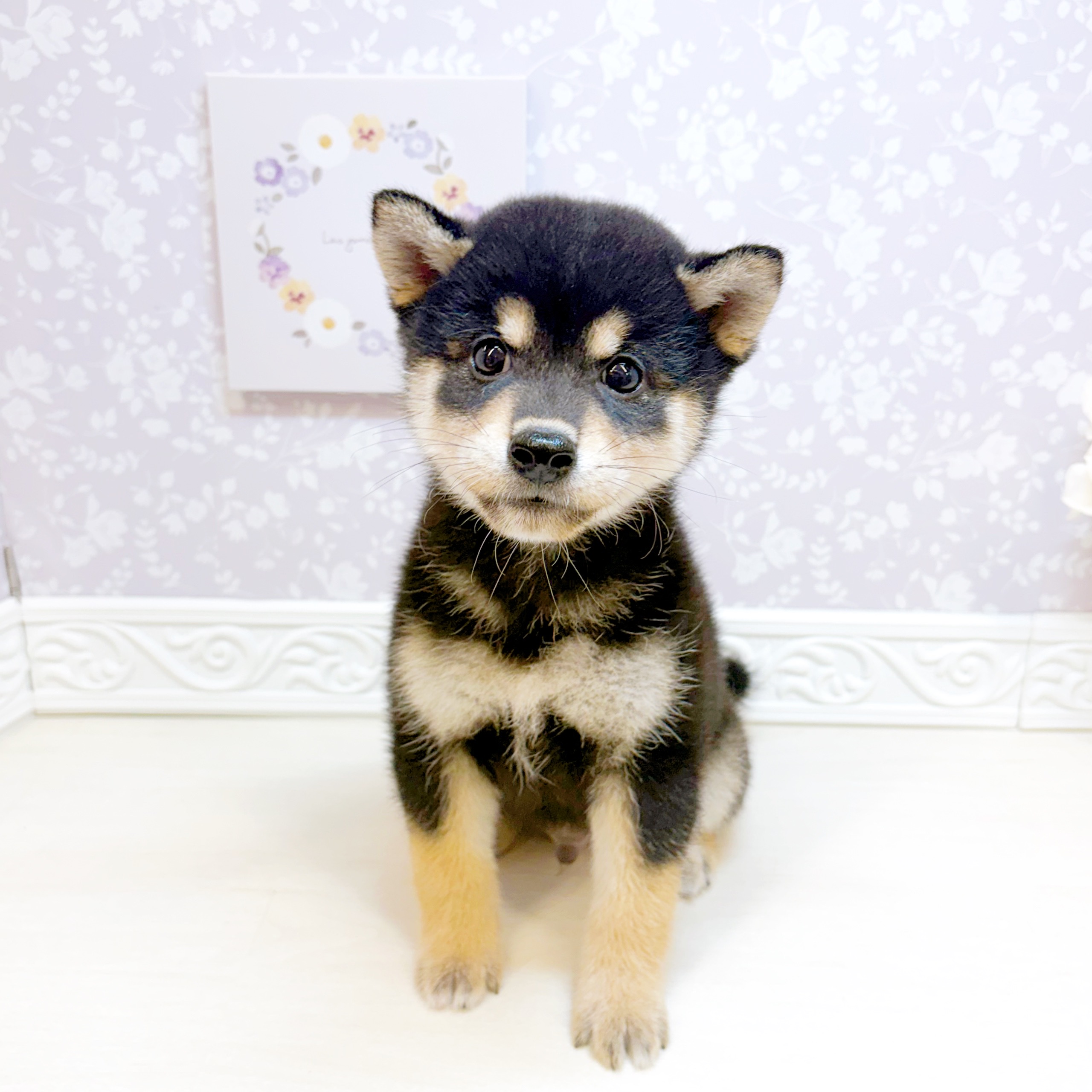 石川県の柴犬(標準サイズ) (犬の家＆猫の里アミーゴ金沢おこばた店/2026年7月19日生まれ/男の子/黒)の子犬の1枚目の画像