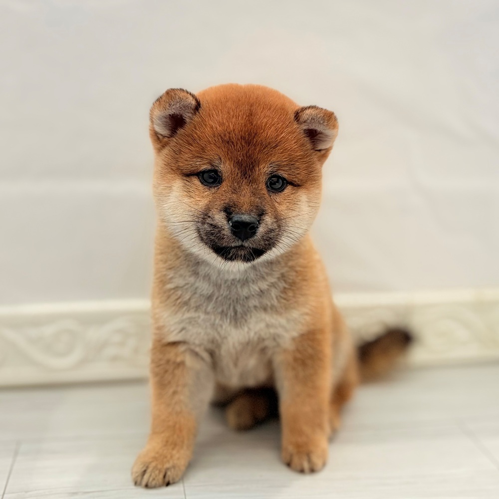 愛知県の柴犬(標準サイズ) (犬の家＆猫の里春日井本店/2026年7月21日生まれ/女の子/赤)の子犬の2枚目の画像
