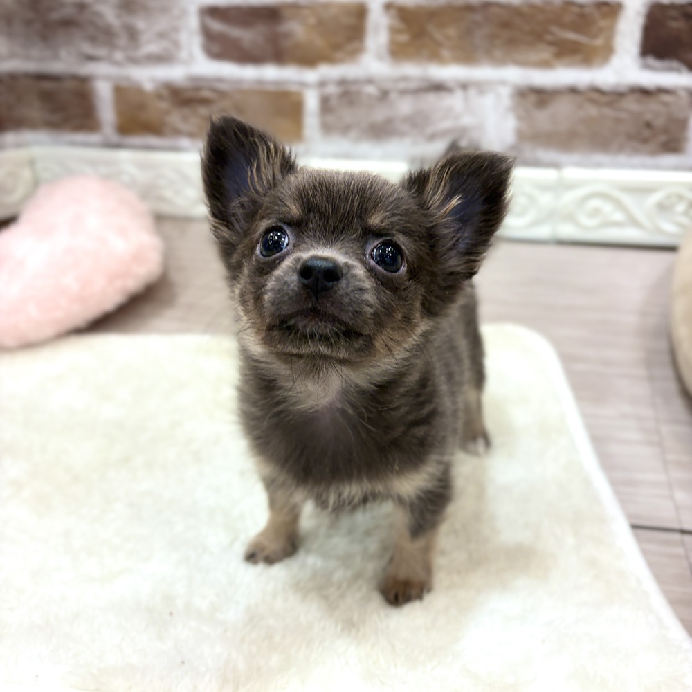 三重県のポメチワ/チワポメ/ポメチー(ポメラニアン×チワワ) (犬の家＆猫の里三重桑名店/2026年7月16日生まれ/女の子/ブルータン)の子犬の2枚目の画像