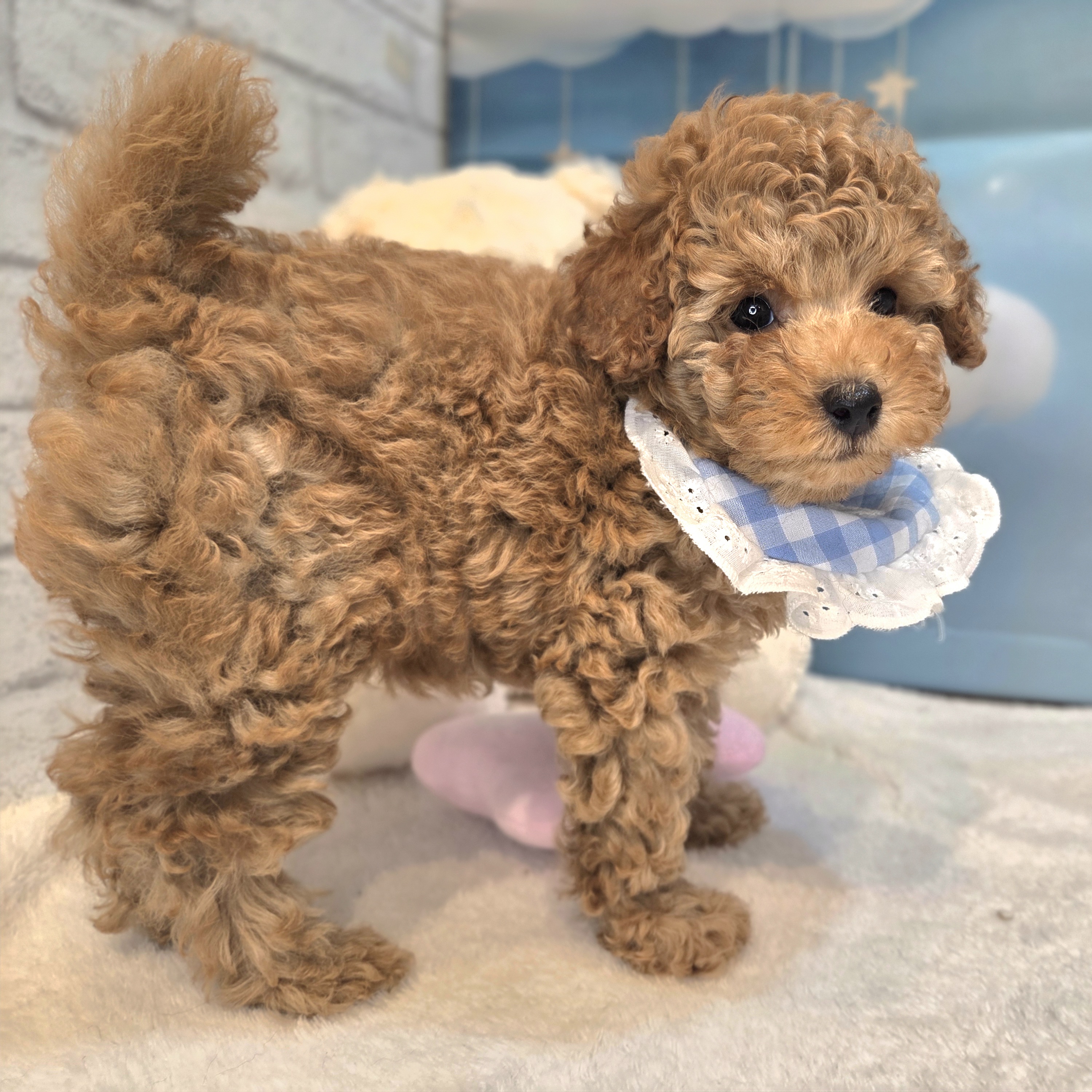 長野県のトイプードル(トイ) (犬の家＆猫の里カインズ梓川店/2026年7月21日生まれ/女の子/オレンジフォーン)の子犬の2枚目の画像