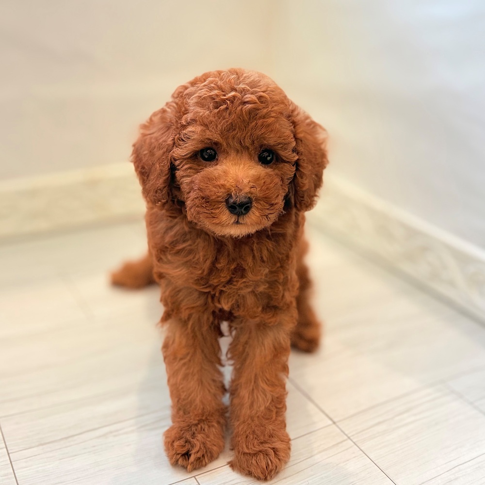 愛知県のトイプードル(トイ) (犬の家＆猫の里春日井本店/2026年7月18日生まれ/男の子/レッドフォーン)の子犬の2枚目の画像