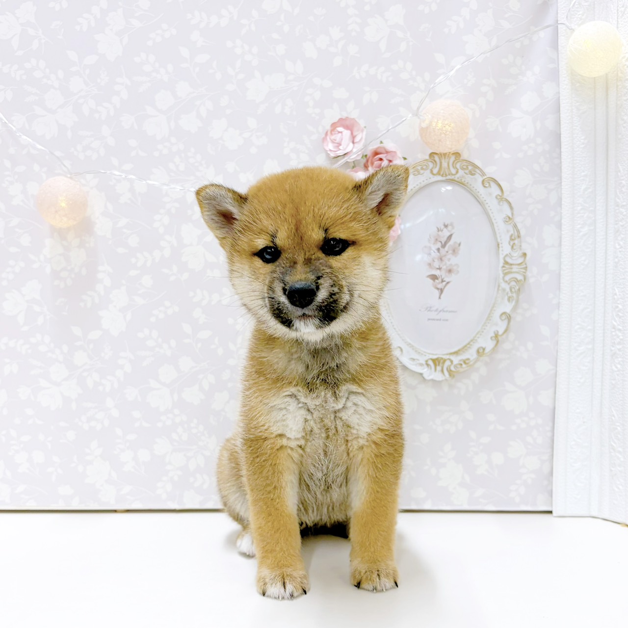 富山県の柴犬(標準サイズ) (犬の家＆猫の里アミーゴ高岡蓮花寺店/2026年7月18日生まれ/女の子/赤)の子犬の1枚目の画像