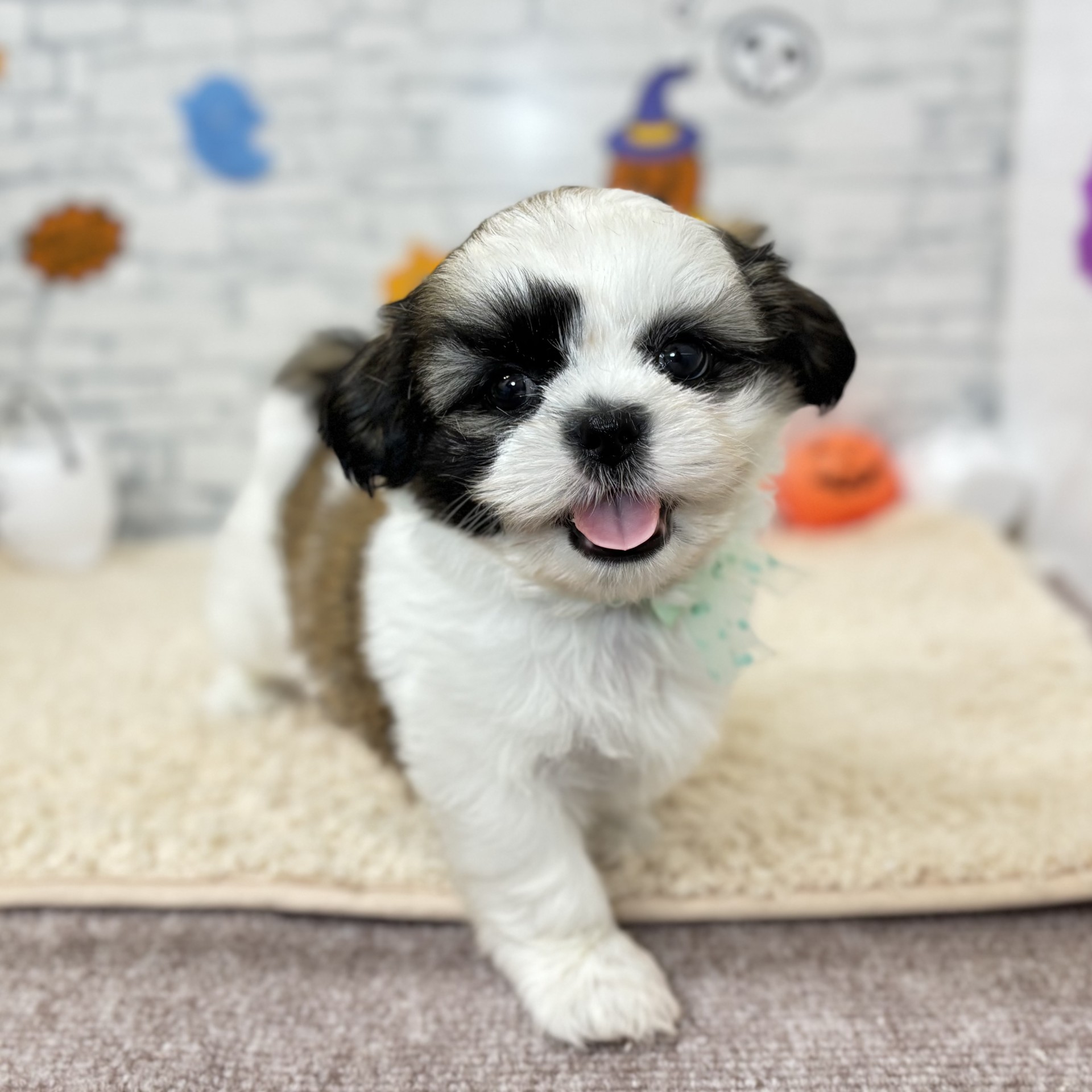 長野県のシーズー (犬の家＆猫の里長野店/2026年7月19日生まれ/男の子/ゴールドホワイト)の子犬の2枚目の画像