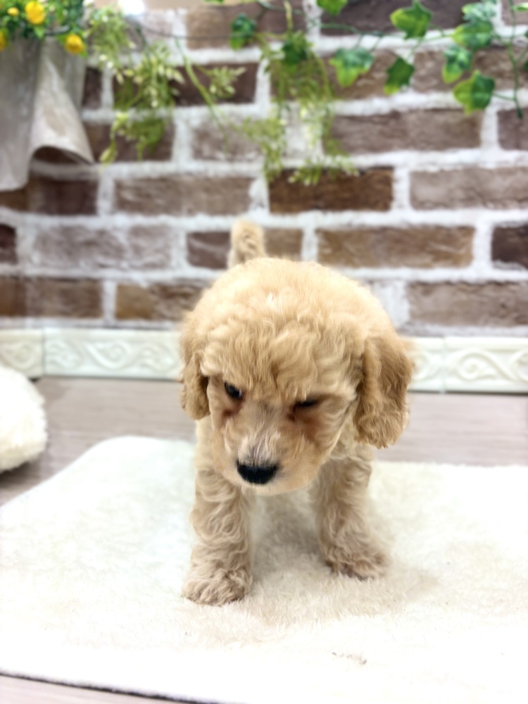 三重県のビションプー(ビションフリーゼ×プードル) (犬の家＆猫の里三重桑名店/2026年7月19日生まれ/男の子/クリーム)の子犬の2枚目の画像