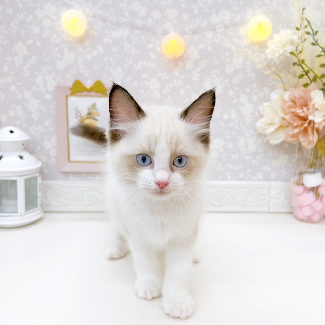 富山県のラグドール (犬の家＆猫の里富山店/2026年7月15日生まれ/男の子/シールポイントバイカラー)の子猫の1枚目の画像