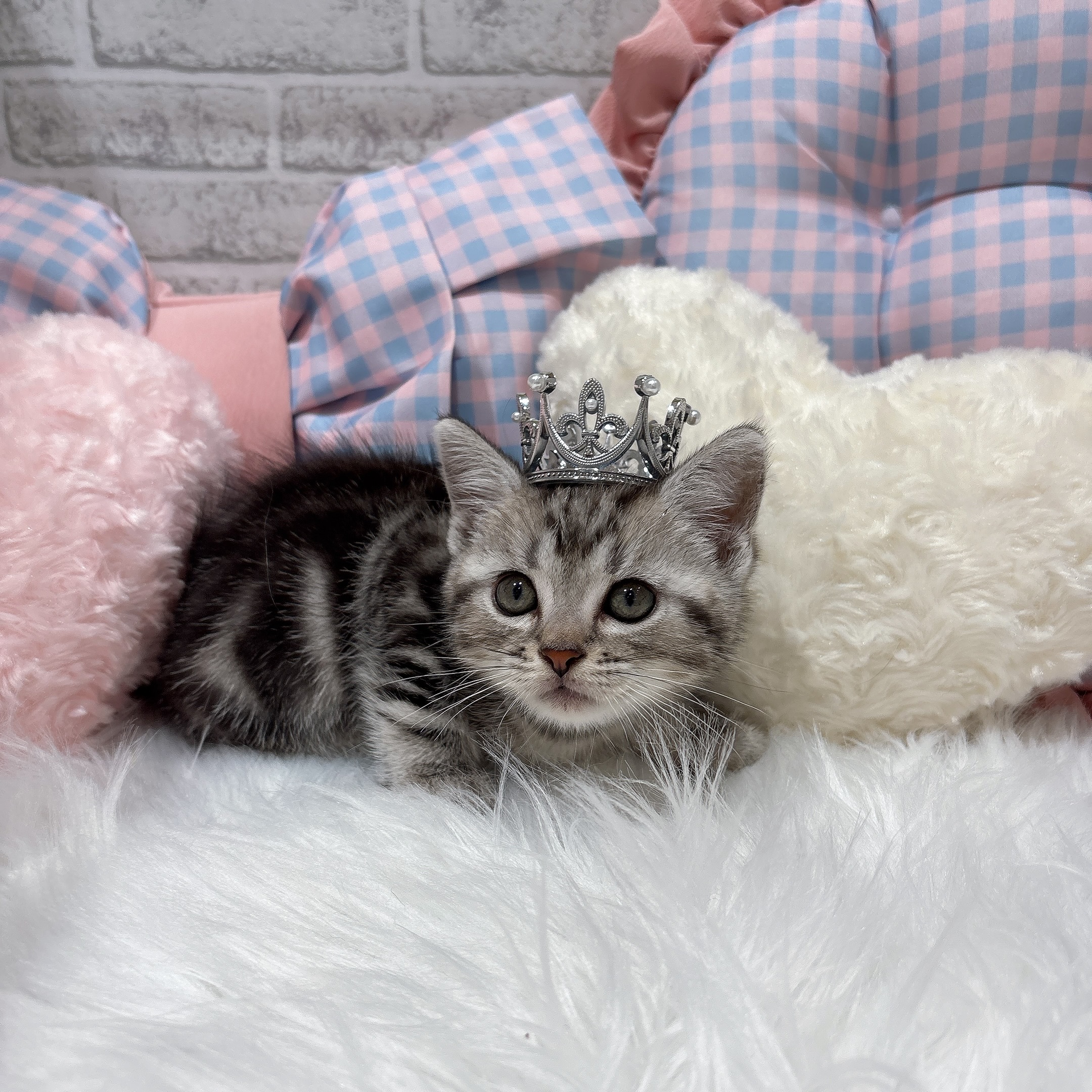 神奈川県のアメリカンショートヘアー (犬の家＆猫の里元住吉ブレーメン通り店/2026年7月20日生まれ/男の子/シルバータビー)の子猫の2枚目の画像
