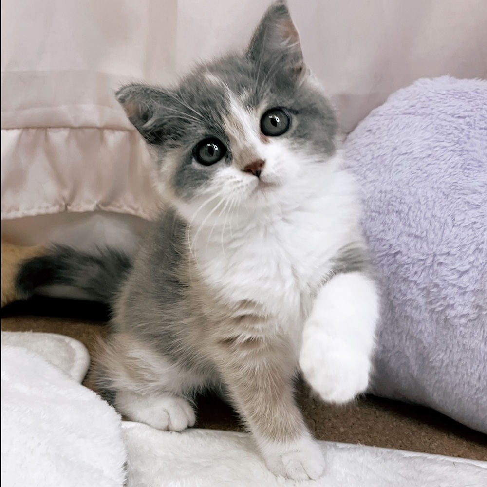 静岡県のブリティッシュショートヘアー (犬の家＆猫の里マークイズ静岡店/2026年7月19日生まれ/女の子/ダイリュートキャリコ)の子猫の2枚目の画像