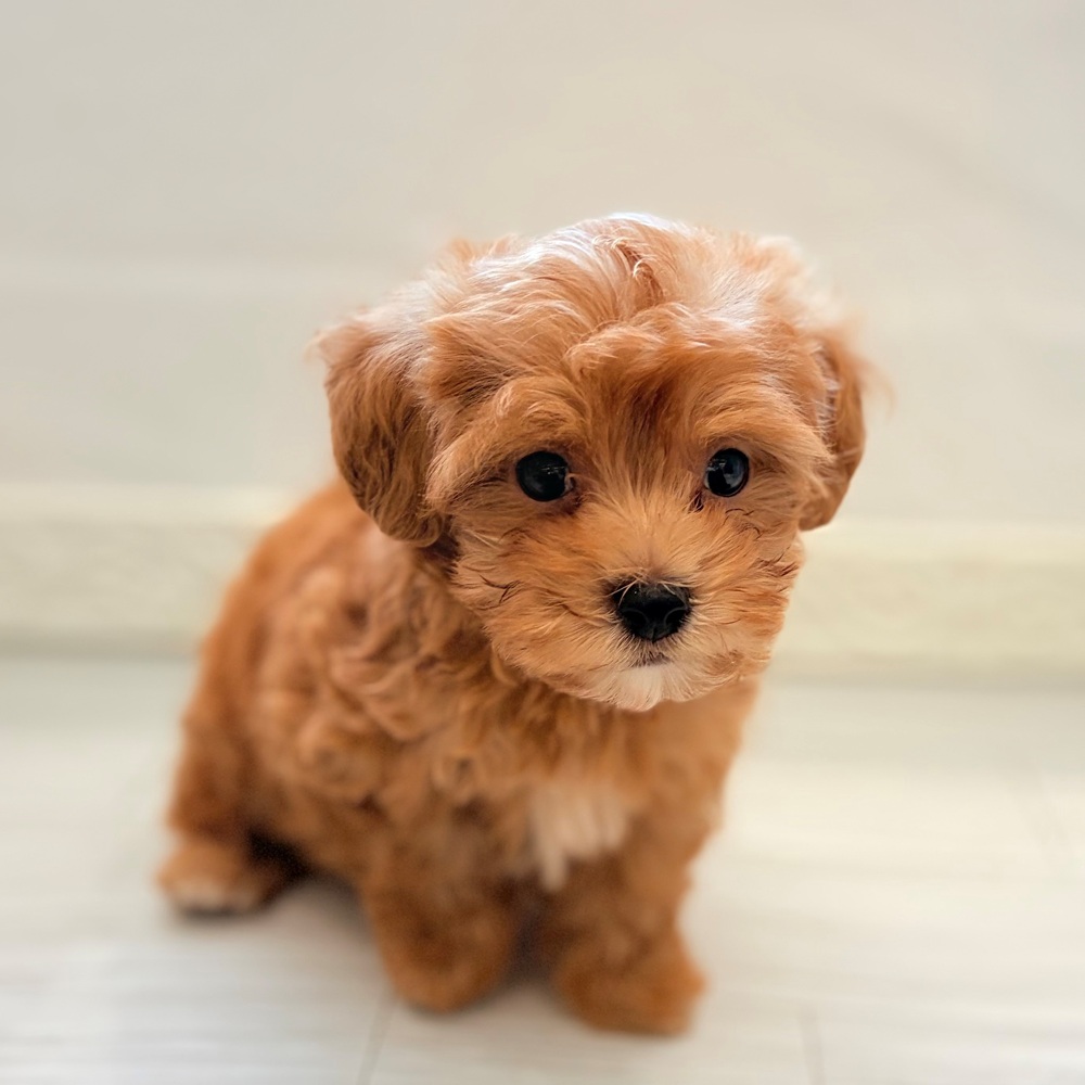 ハーフ犬男の子の写真