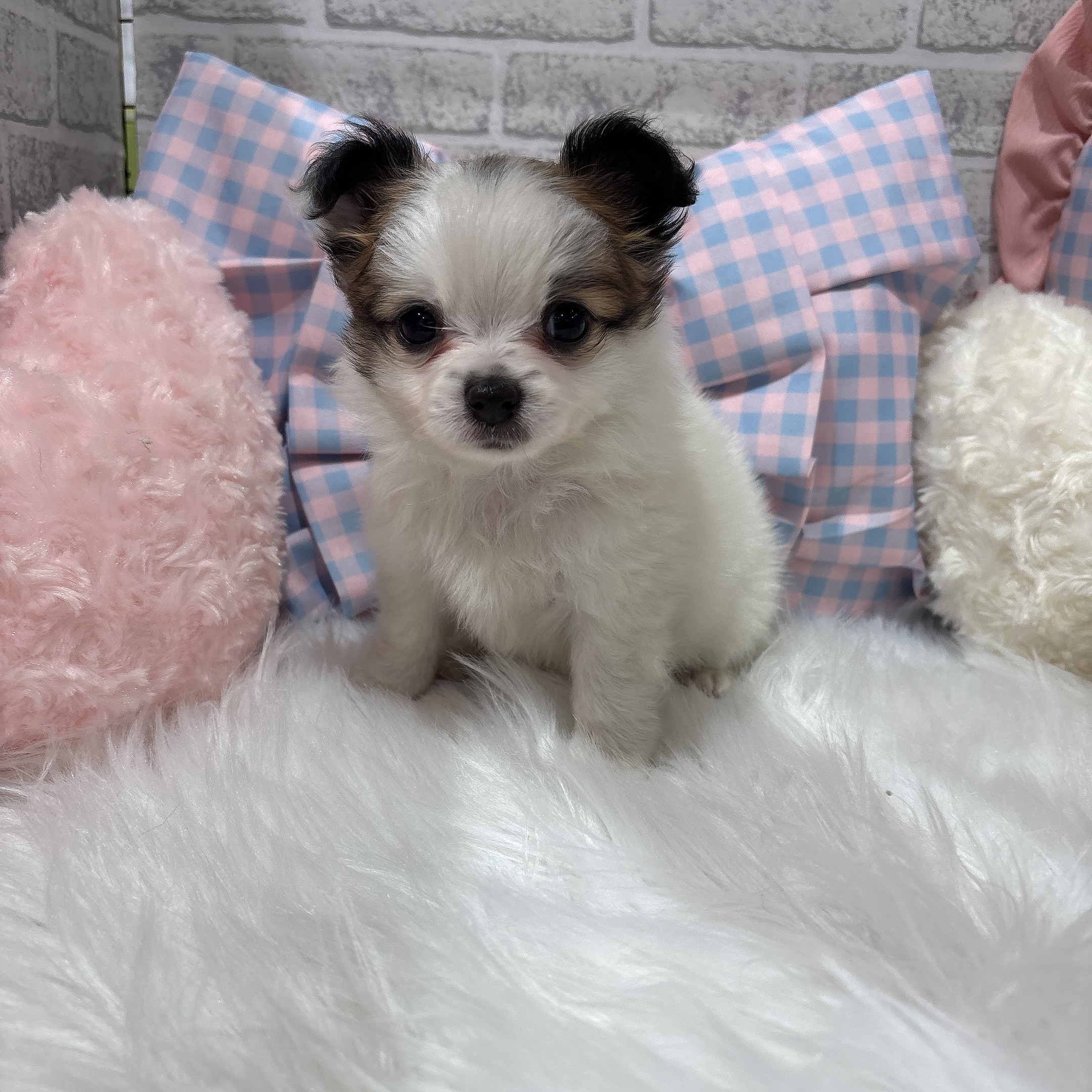 神奈川県のパピチー/チワパピ(パピヨン×チワワ) (犬の家＆猫の里元住吉ブレーメン通り店/2026年7月21日生まれ/女の子/ホワイトブラウン)の子犬の2枚目の画像
