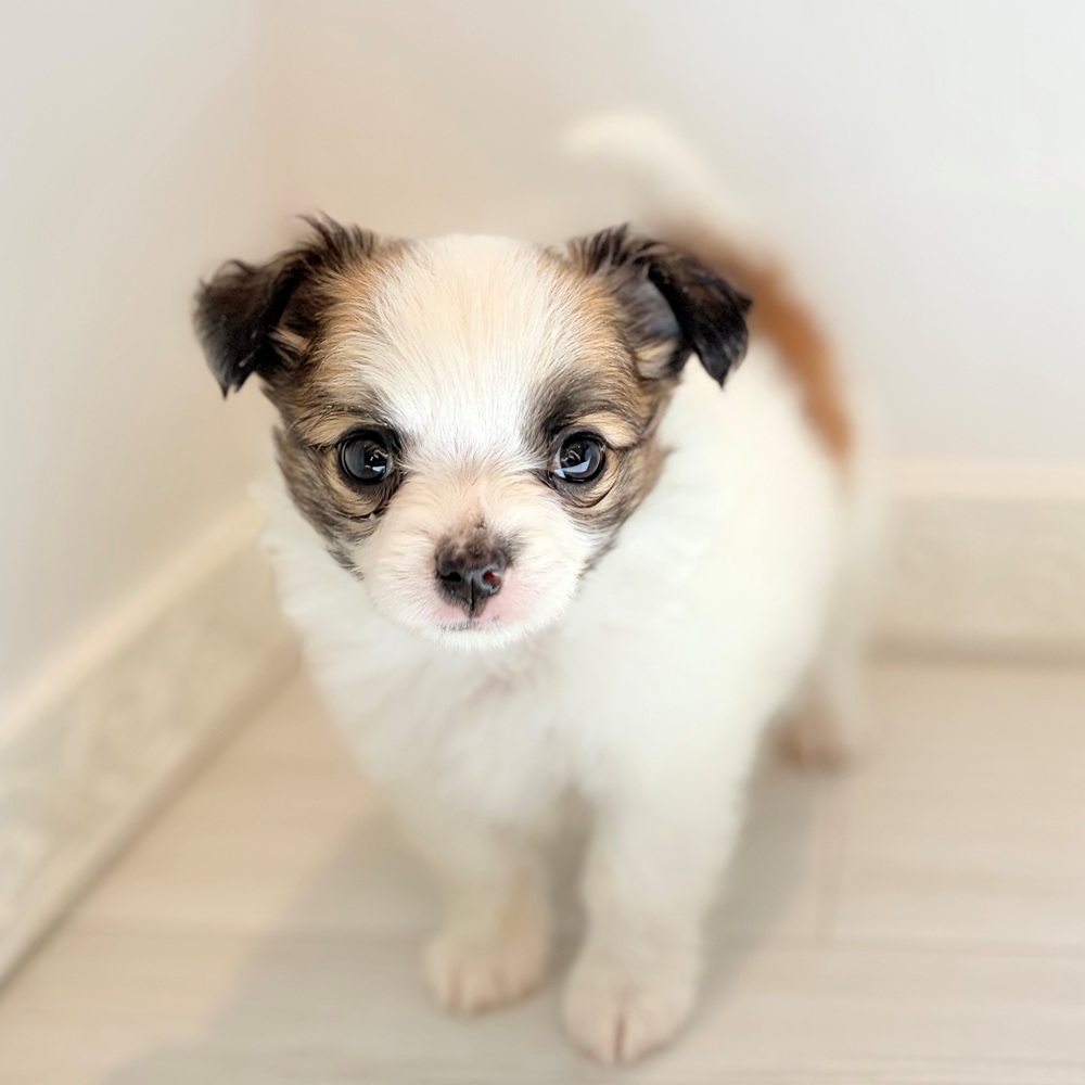 ハーフ犬男の子の写真