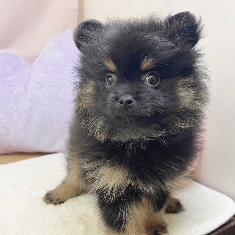 静岡県のポメラニアン (犬の家＆猫の里マークイズ静岡店/2026年7月20日生まれ/女の子/ブラックタン)の子犬の1枚目の画像