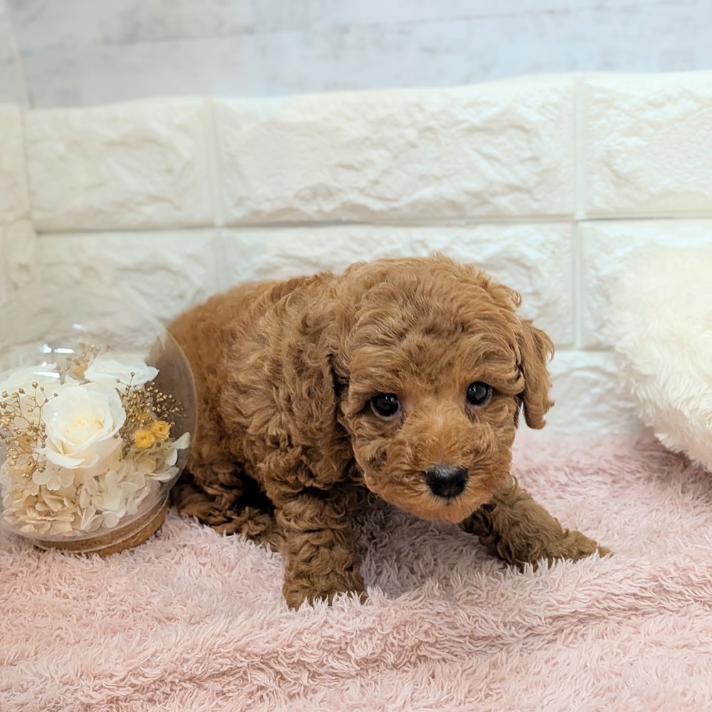静岡県のトイプードル(トイ) (犬の家＆猫の里プレ葉ウォーク浜北店/2026年7月17日生まれ/男の子/レッド)の子犬の2枚目の画像