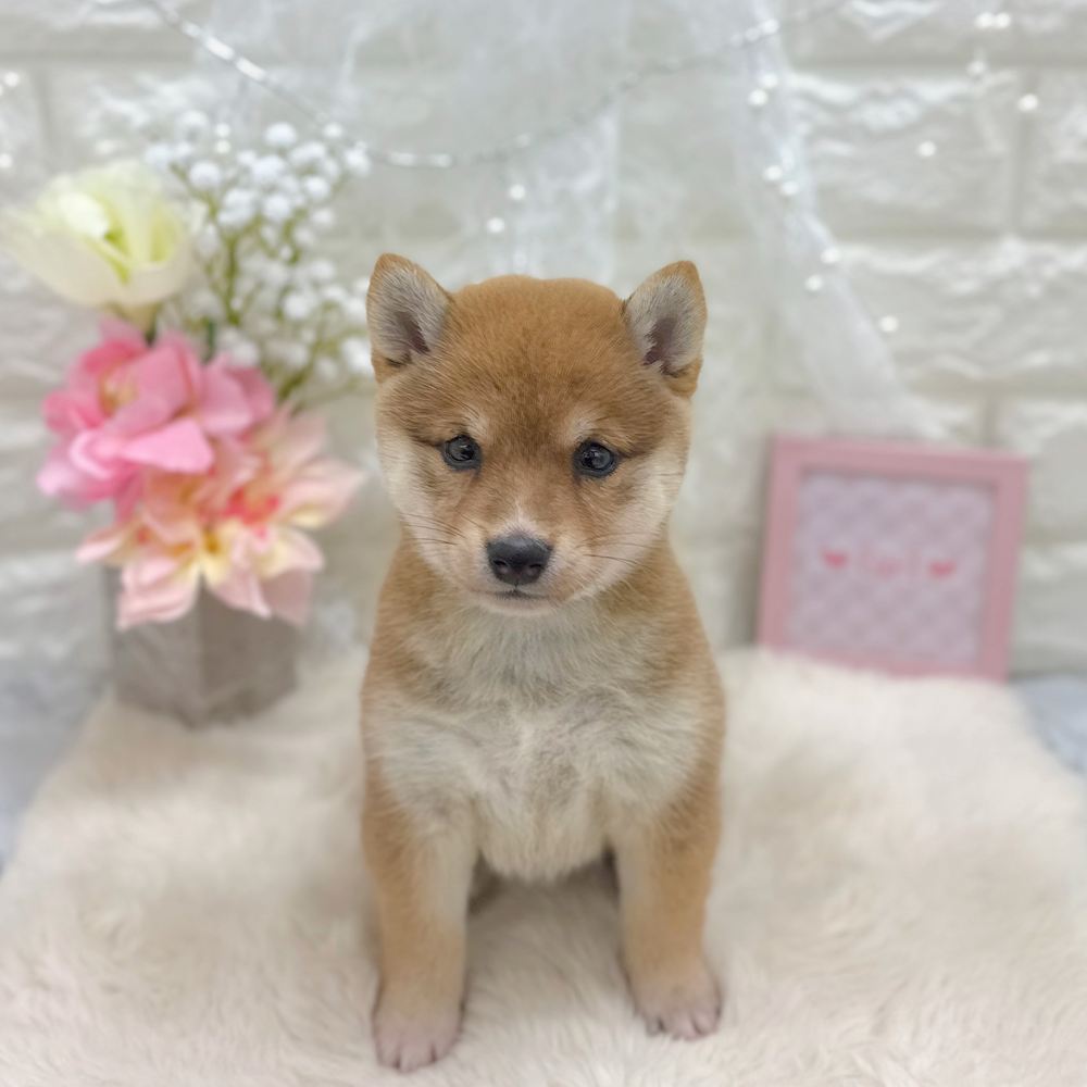 福井県の豆柴 (犬の家＆猫の里アミーゴ福井大和田店/2026年7月20日生まれ/女の子/赤)の子犬の1枚目の画像