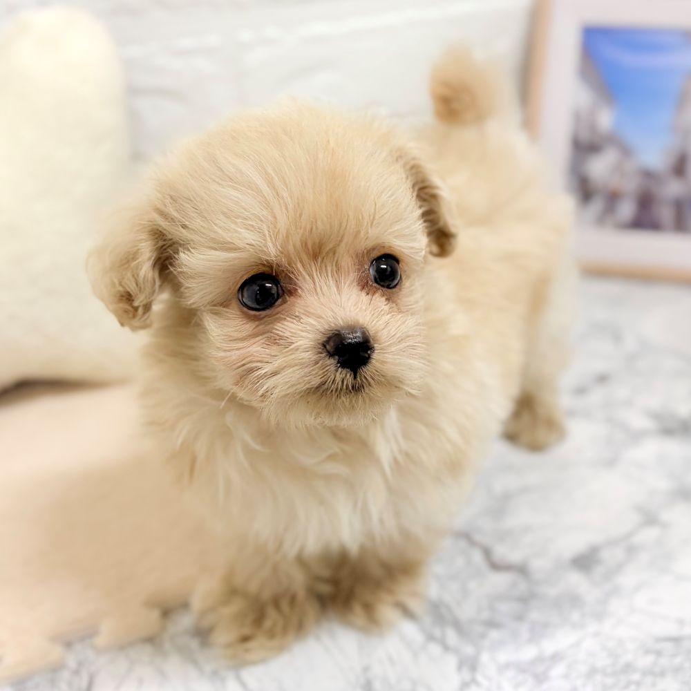 愛知県のポメプー(ポメラニアン×プードル) (犬の家＆猫の里豊田店/2026年7月20日生まれ/男の子/クリーム)の子犬の2枚目の画像