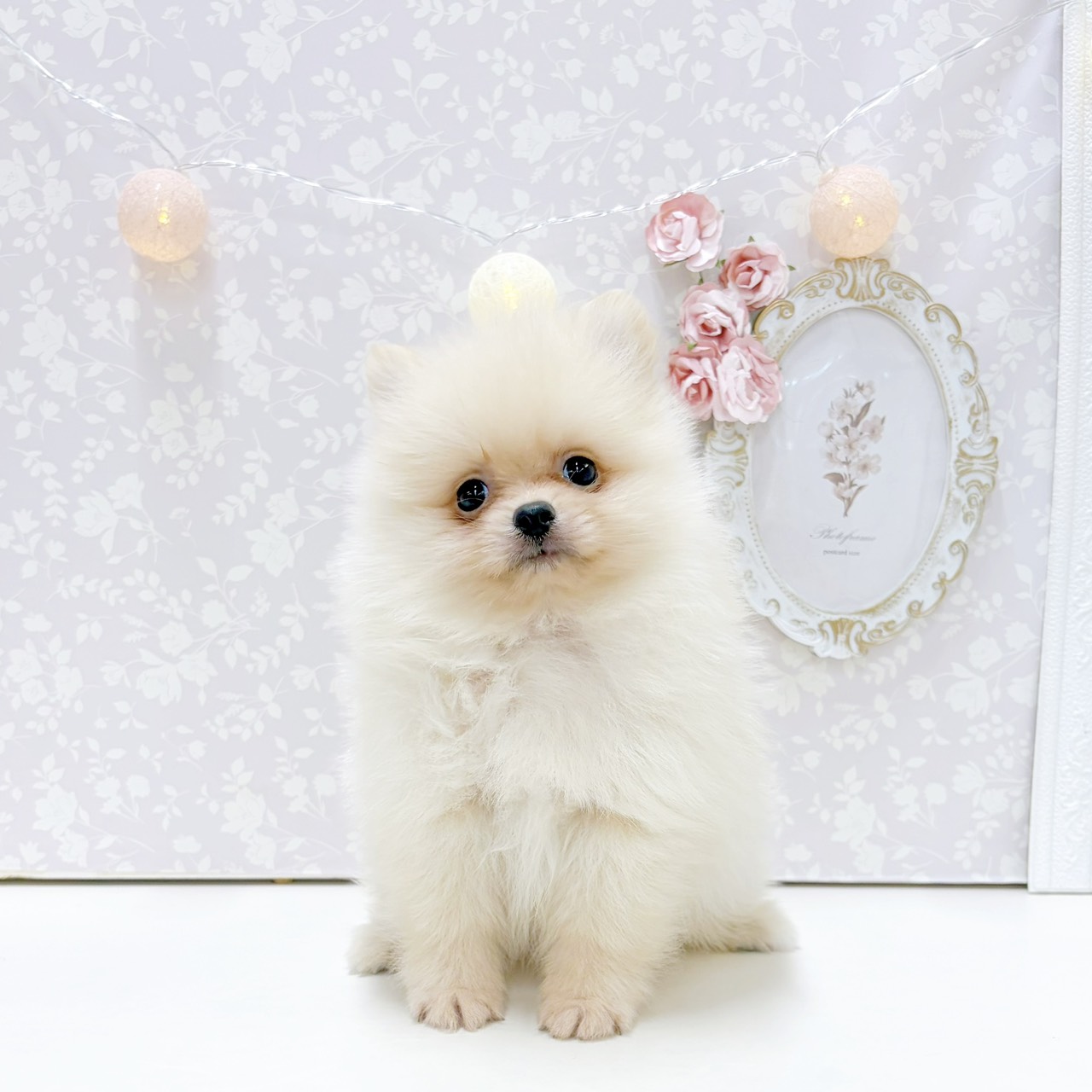 富山県のポメラニアン (犬の家＆猫の里アミーゴ高岡蓮花寺店/2026年7月21日生まれ/男の子/クリーム)の子犬の1枚目の画像