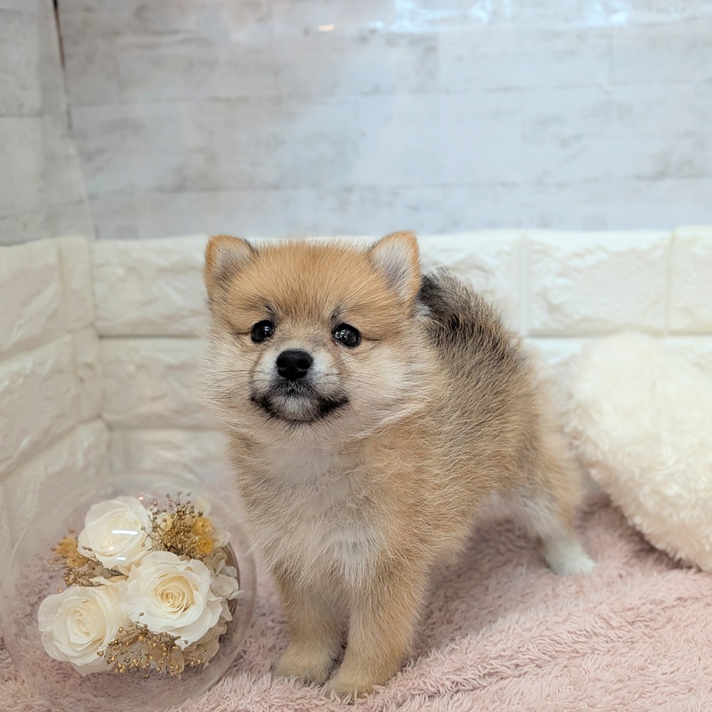 静岡県のポメ柴/豆ポメ/ポメ豆柴(ポメラニアン×柴犬) (犬の家＆猫の里プレ葉ウォーク浜北店/2026年7月20日生まれ/女の子/赤)の子犬の2枚目の画像