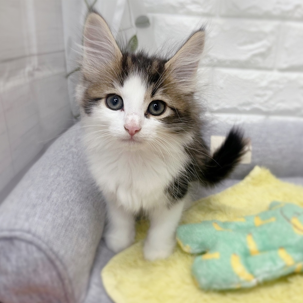 長野県のノルウェージャンフォレストキャット (犬の家＆猫の里塩尻店/2026年7月20日生まれ/女の子/ブラウンタビーホワイト)の子猫の2枚目の画像