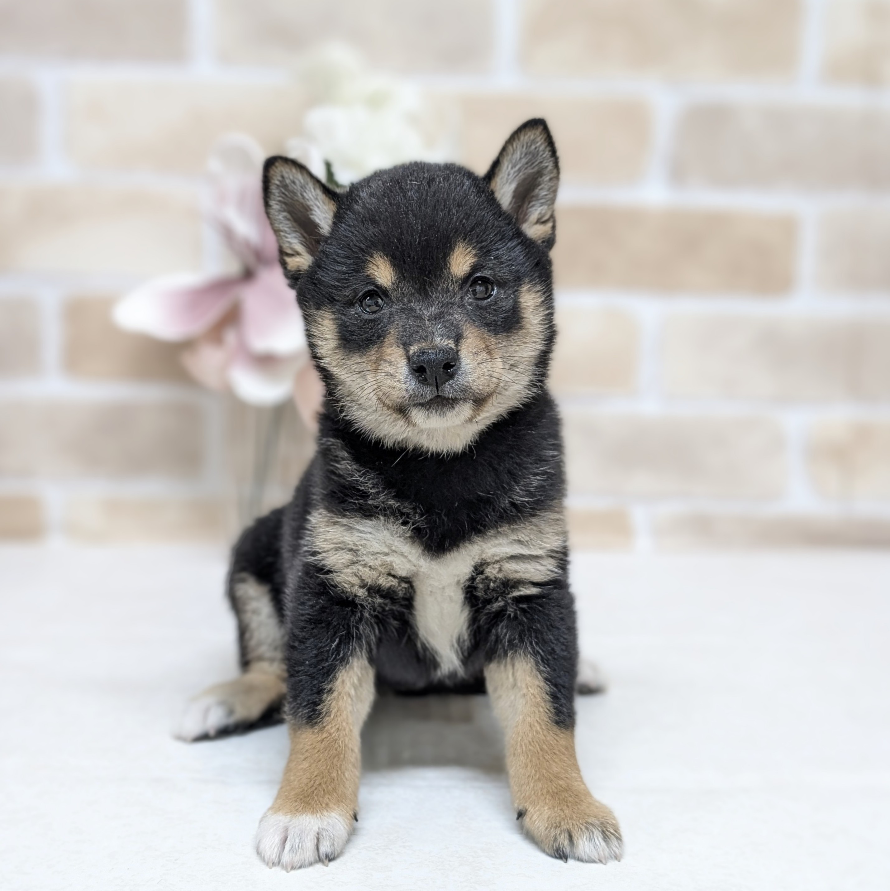 愛知県の豆柴 (犬の家＆猫の里安城店/2026年7月17日生まれ/女の子/黒)の子犬の1枚目の画像