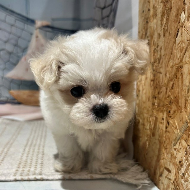 福岡県のハーフ犬・ミックス犬 (犬の家＆猫の里トリアス久山店/2026年7月18日生まれ/男の子/ホワイト)の子犬の2枚目の画像