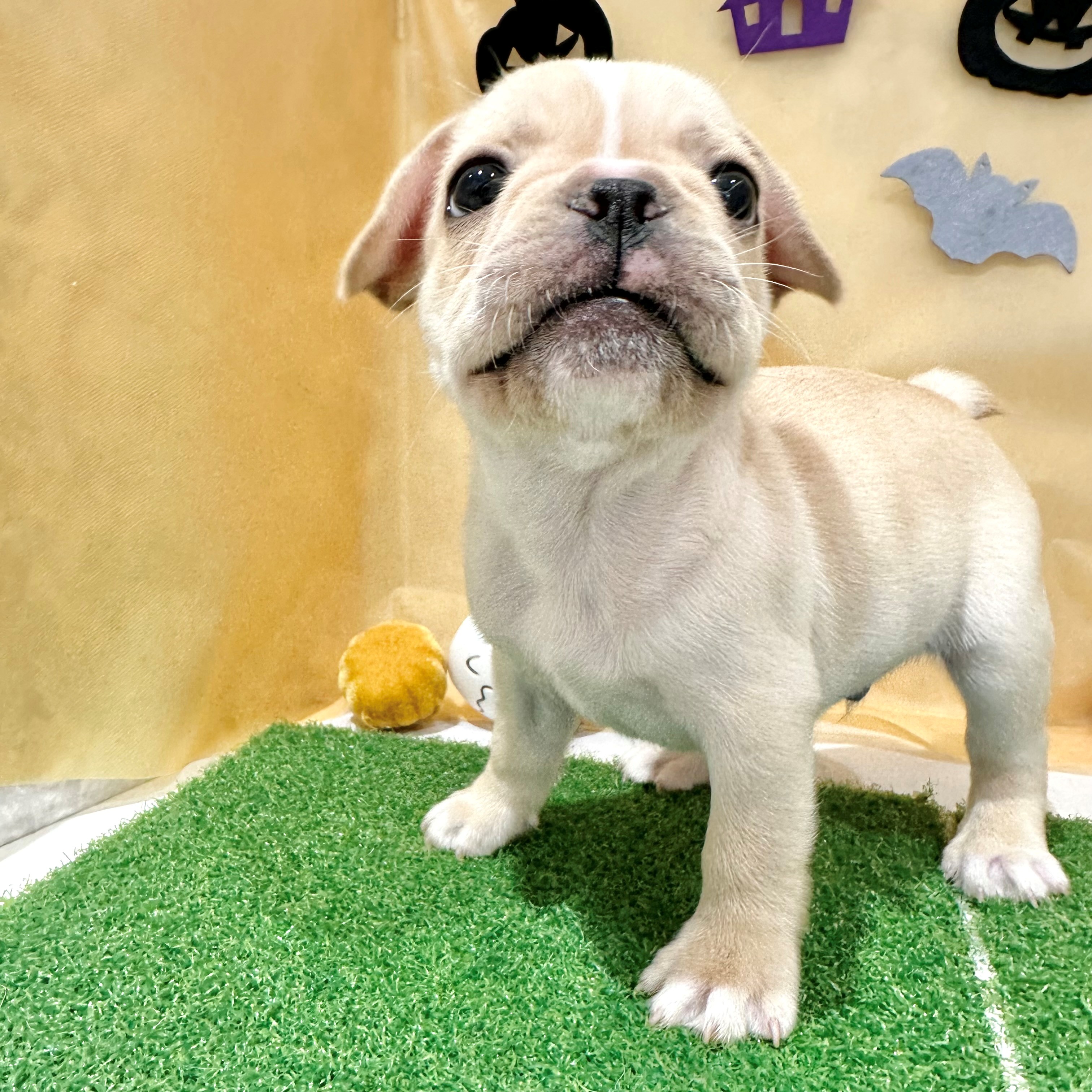 福岡県のフレンチブルドッグ (犬の家＆猫の里くりえいと宗像店/2026年7月21日生まれ/男の子/クリーム)の子犬の2枚目の画像
