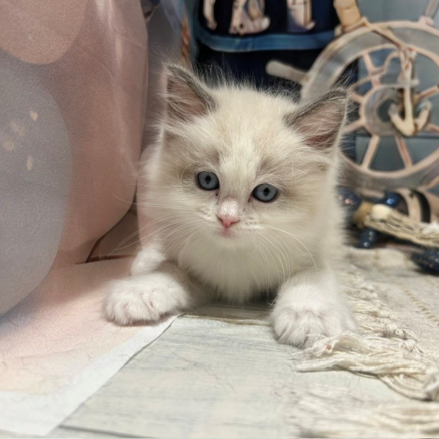 福岡県のラグドール (犬の家＆猫の里トリアス久山店/2026年7月19日生まれ/女の子/ブルーポイントバイカラー)の子猫の2枚目の画像