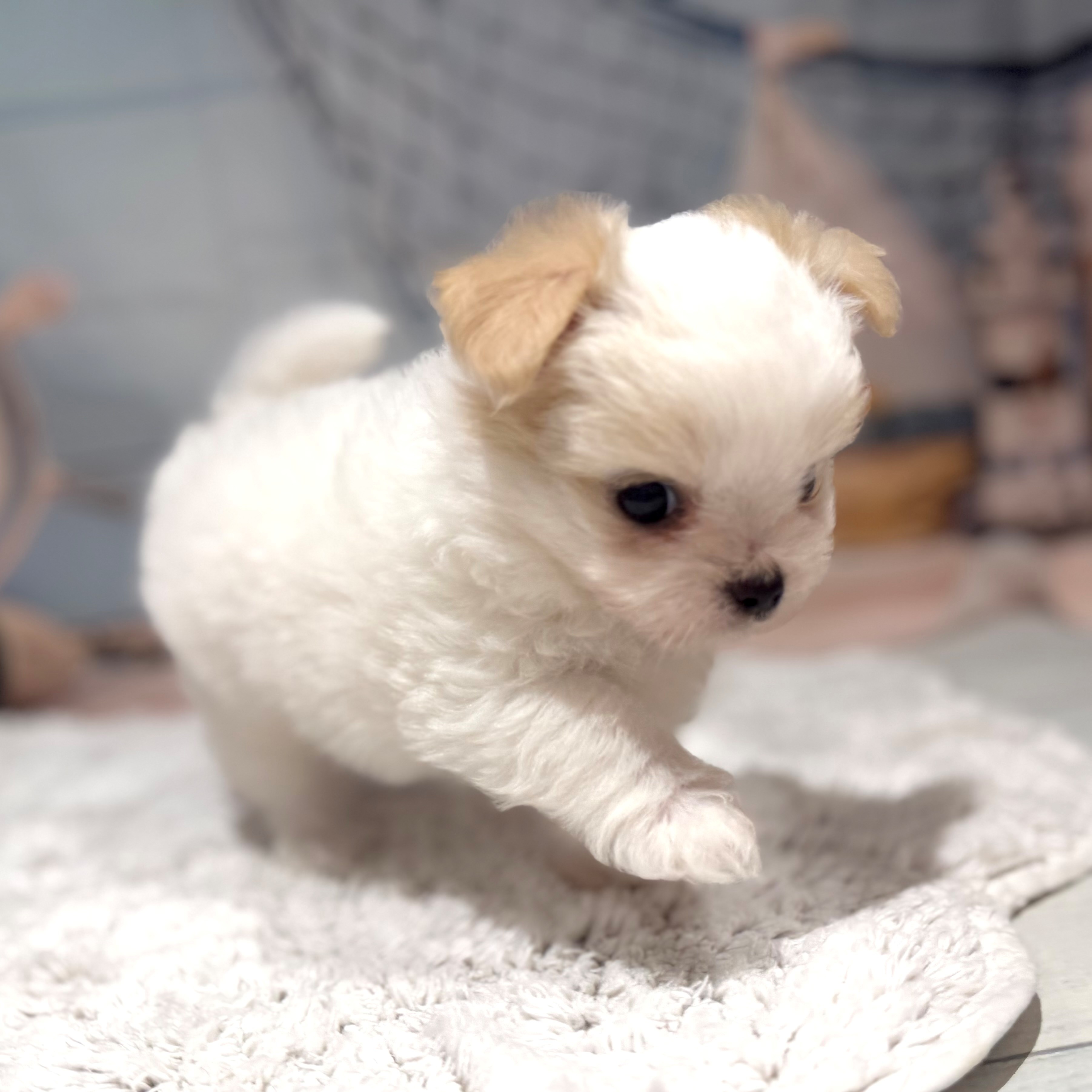 福岡県のチワマル/マルチワ(チワワ×マルチーズ) (犬の家＆猫の里トリアス久山店/2026年7月18日生まれ/女の子/ホワイトクリーム)の子犬の2枚目の画像