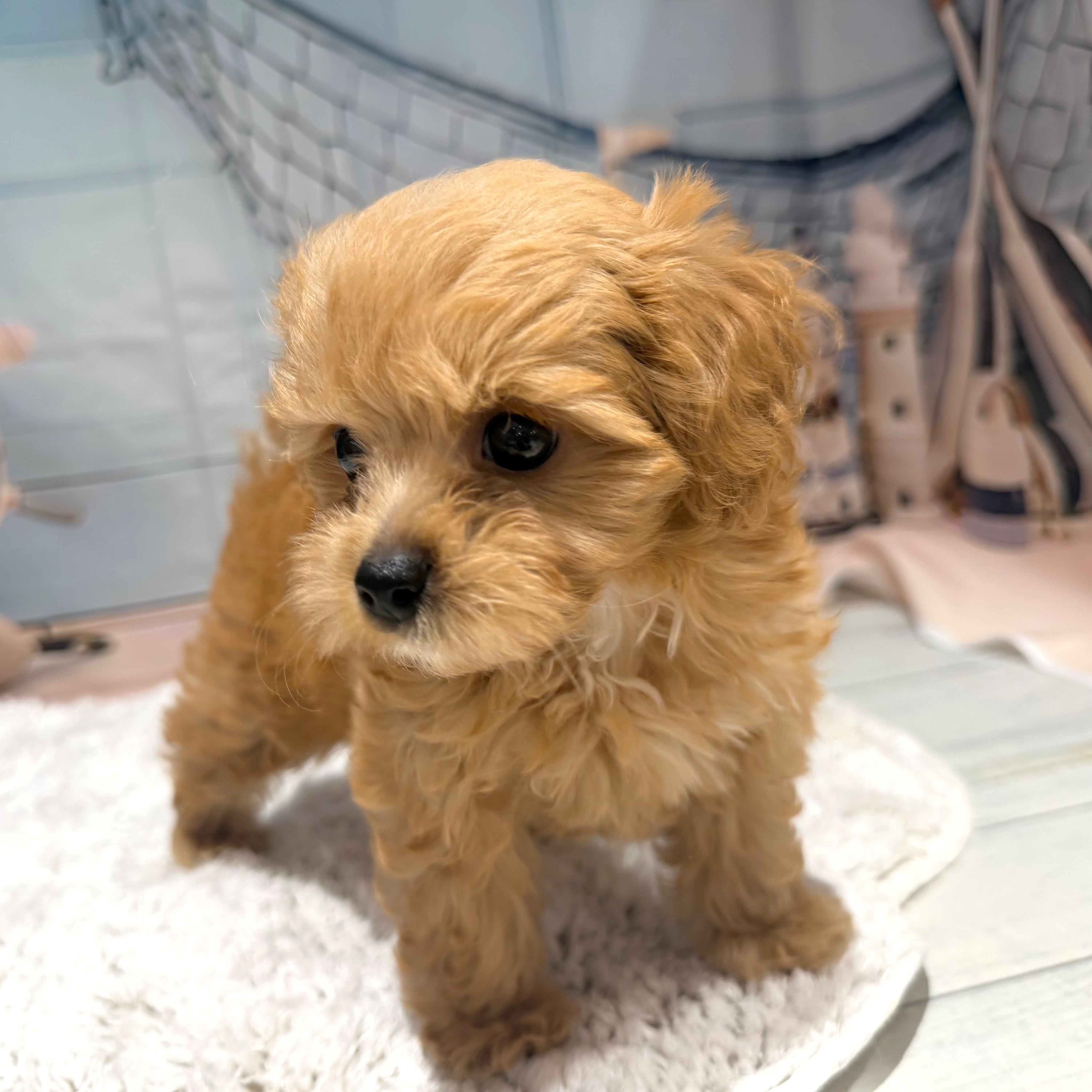 福岡県のペキプー(ペキニーズ×プードル) (犬の家＆猫の里トリアス久山店/2026年7月16日生まれ/女の子/アプリコット)の子犬の2枚目の画像