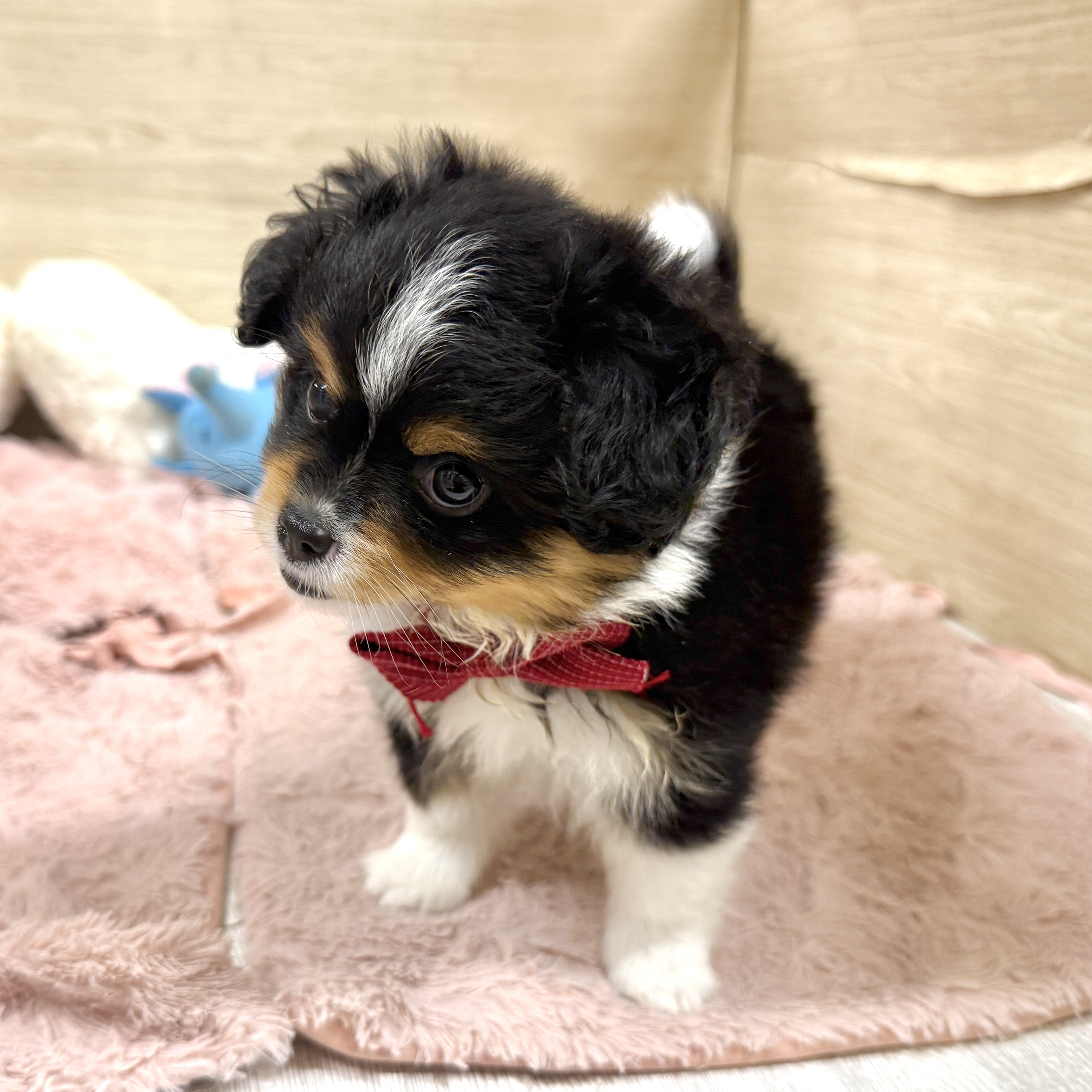 大阪府のハーフ犬・ミックス犬 (犬の家＆猫の里そよら東岸和田店/2026年7月21日生まれ/女の子/ブラックタンホワイト)の子犬の2枚目の画像