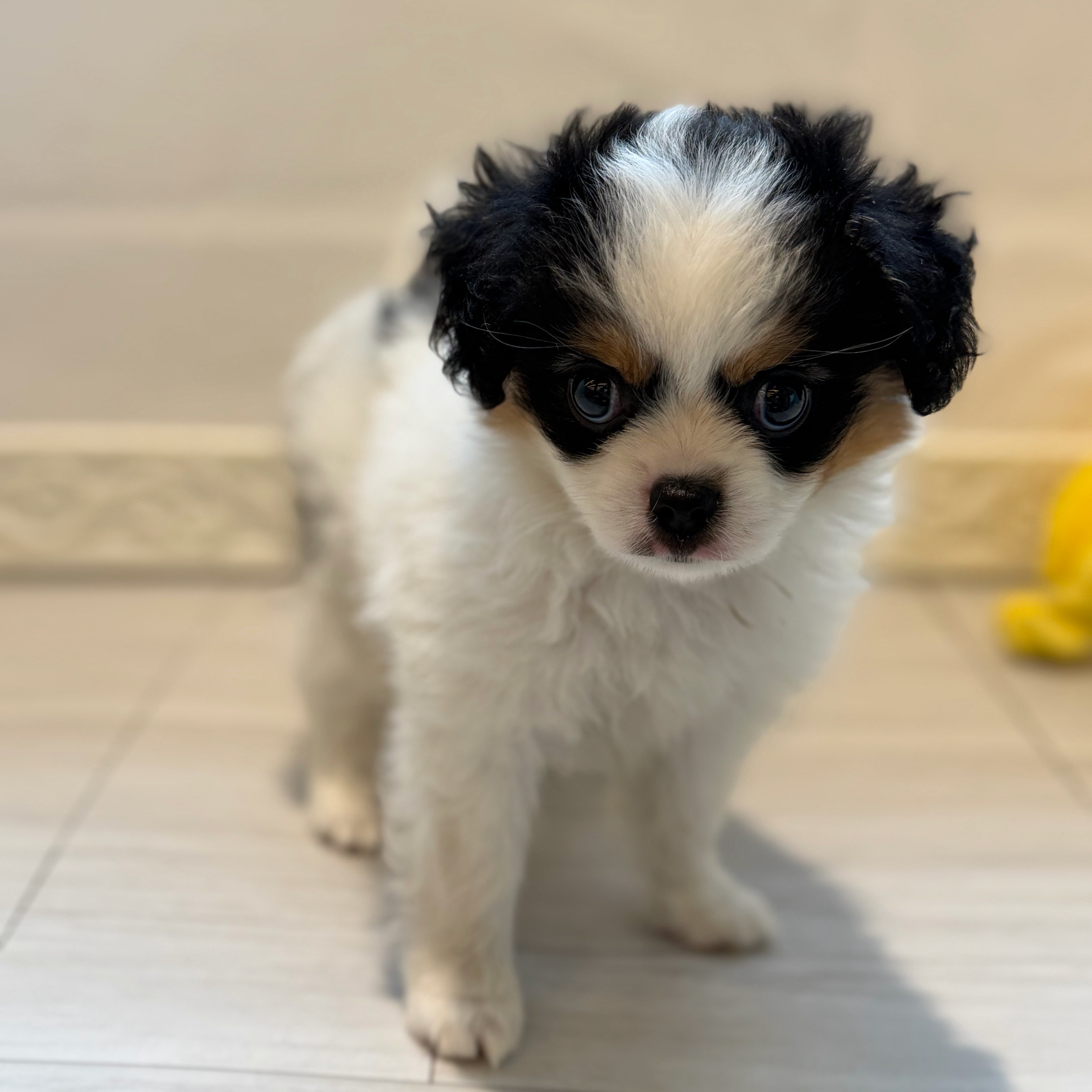 愛知県のハーフ犬・ミックス犬 (犬の家＆猫の里春日井本店/2026年7月21日生まれ/女の子/ブラックタンホワイト)の子犬の2枚目の画像