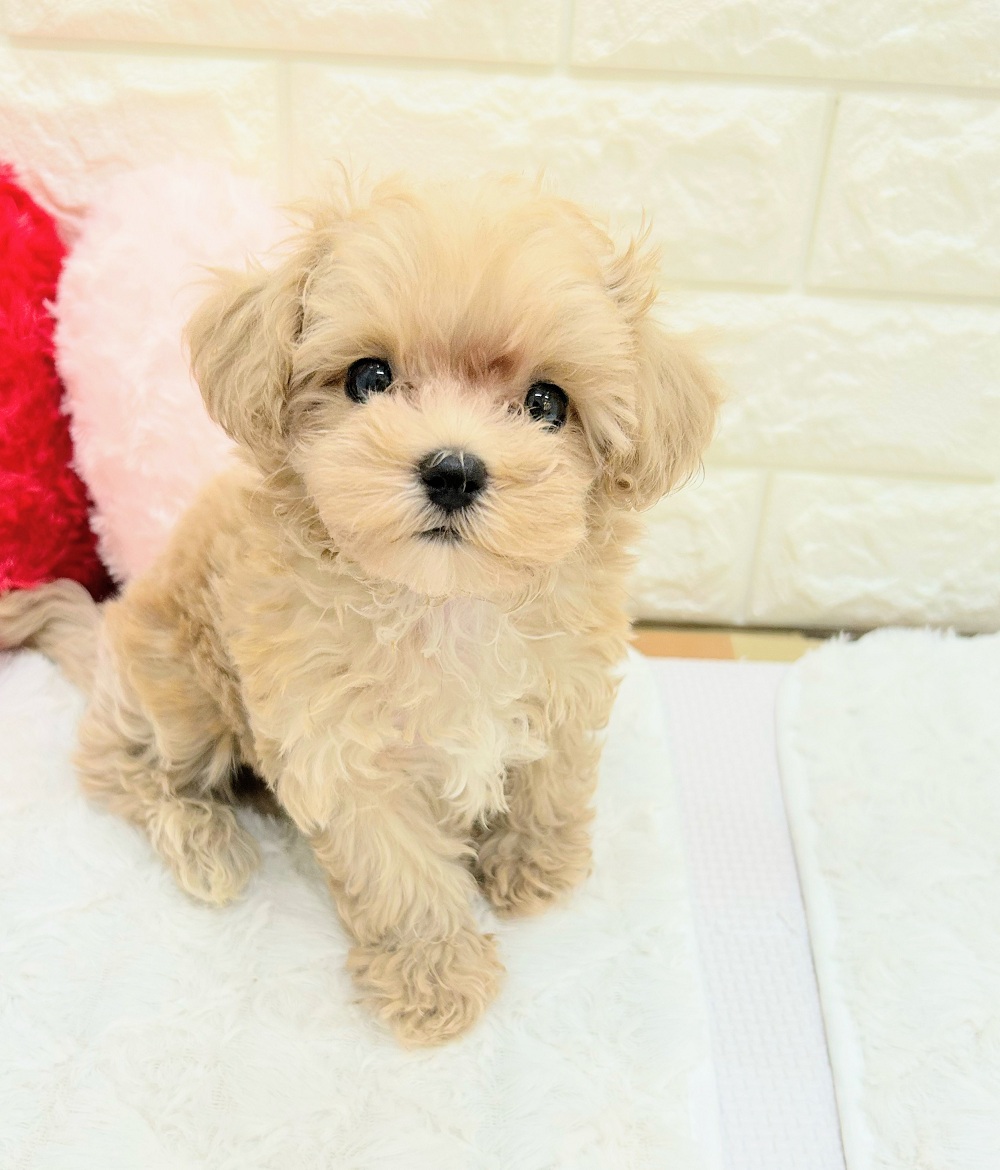 愛知県のマルプー(マルチーズ×プードル) (犬の家＆猫の里アミーゴ神の倉店/2026年7月18日生まれ/男の子/クリーム)の子犬の2枚目の画像