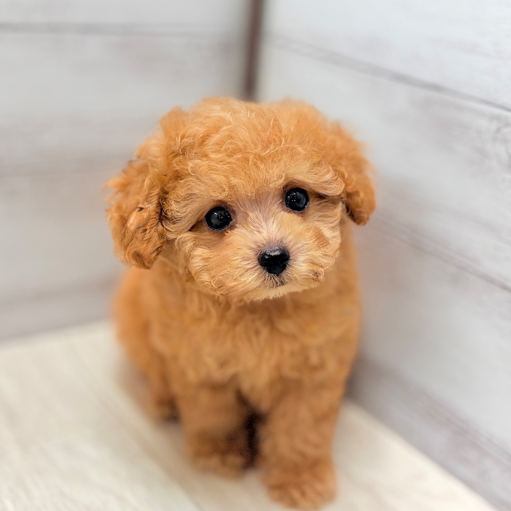 愛知県のトイプードル(ティーカップ) (犬の家＆猫の里春日井本店/2026年7月20日生まれ/男の子/オレンジフォーン)の子犬の2枚目の画像