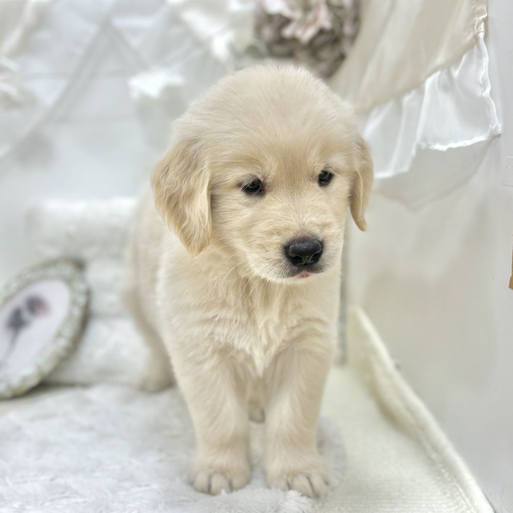 岐阜県のゴールデンレトリバー (犬の家＆猫の里カラフルタウン岐阜店/2026年7月21日生まれ/女の子/クリーム)の子犬の2枚目の画像