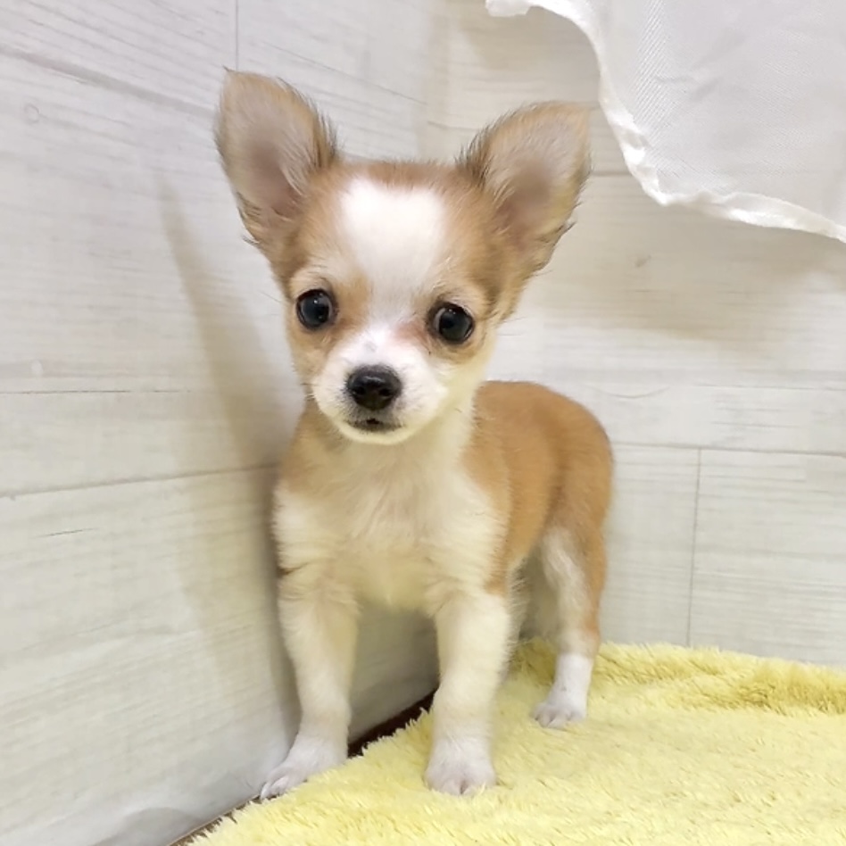 愛知県のチワワ(ロング) (犬の家＆猫の里碧南店/2026年7月19日生まれ/女の子/レッドホワイト)の子犬の1枚目の画像