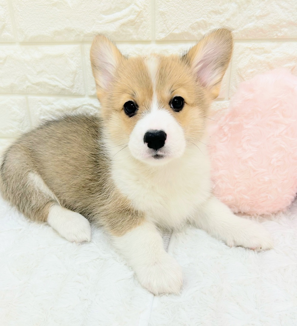 愛知県のウェルシュコーギーペンブローク (犬の家＆猫の里アミーゴ神の倉店/2026年7月22日生まれ/女の子/セーブルホワイト)の子犬の2枚目の画像