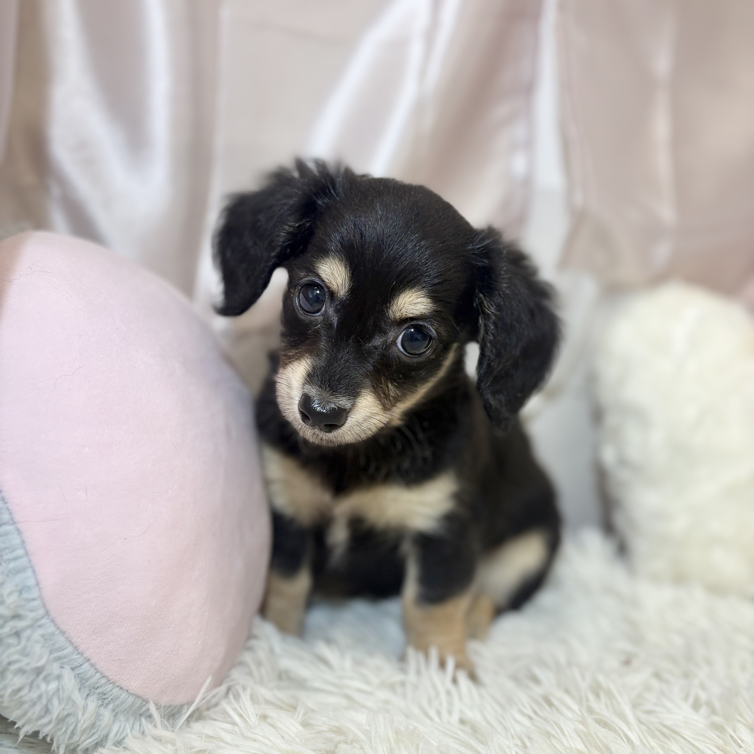 兵庫県のチワックス(チワワ×ダックス) (犬の家＆猫の里カナート西神戸店/2026年7月20日生まれ/男の子/ブラックタン)の子犬の1枚目の画像